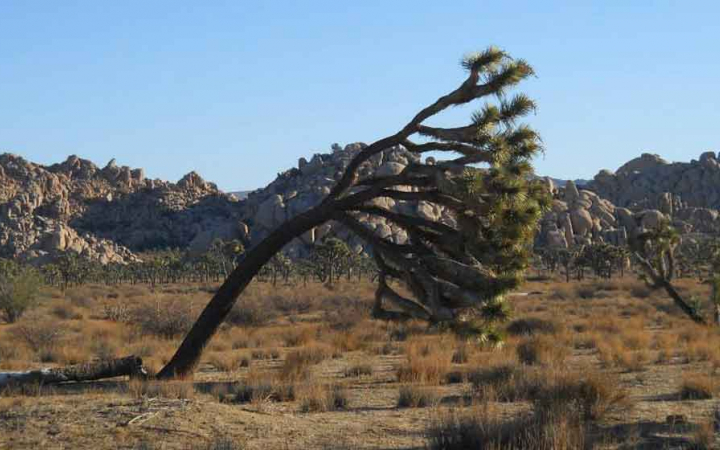 a joshua tree leans far to the right 